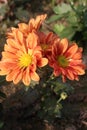 orange colored chrysantheme rot tautropfen flower on farm Royalty Free Stock Photo