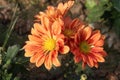 orange colored chrysantheme rot tautropfen flower on farm Royalty Free Stock Photo