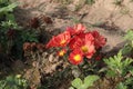 orange colored chrysantheme rot tautropfen flower on farm Royalty Free Stock Photo