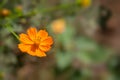 Orange colored cosmos flower. Royalty Free Stock Photo