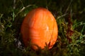 Orange colored easteregg in the mossy grass