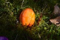 Orange colored easteregg in the mossy grass