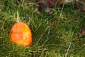 Orange colored easteregg in the mossy grass with copy space