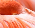 Flamingo head tucked into or under its feathers and wings.