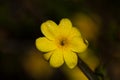 yellow flowers with dew drops in spring