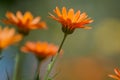 Orange colored flowers of calendula in garden Royalty Free Stock Photo