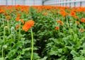 Orange colored Gerbera flowers with a dark heart Royalty Free Stock Photo