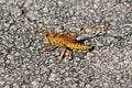 Orange Colored Grasshopper On The Pavement In The Everglades National Park Florida Royalty Free Stock Photo