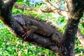 Orange colored Iguana resting in a tree - Muelle, Costa Rica Royalty Free Stock Photo
