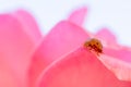 Orange ladybug walking among the delicate and soft pink petals of a rose Royalty Free Stock Photo