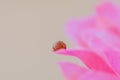 Orange ladybug walking among the delicate and soft pink petals of a rose Royalty Free Stock Photo