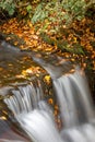 Orange colored leaves line the banks of Carson creek in Pisgah Forest