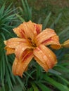 Orange colored lily flower with water drops Royalty Free Stock Photo