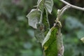 An orange colored lynx spider on a hanging leaf surface of a wilted Turkey berry plant Royalty Free Stock Photo