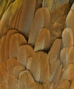 Orange Colored Macaw Feathers