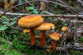 Orange colored mushrooms, toadstools