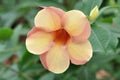 Orange Colored Purple Allamanda Flower and Bud