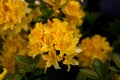 Orange colored rhododendron blooms with dark background