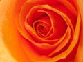 An orange-colored rose Royalty Free Stock Photo