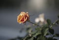 Orange colored rose Royalty Free Stock Photo