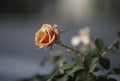 Orange colored rose