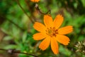 Orange colored single cosmos flower Royalty Free Stock Photo