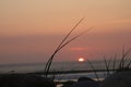 Orange colored sunset at the sea with some grass in the front . sligo strandhill ocean links connacht . Black grass silhouette