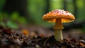 Orange-colored toadstool with a rounded cap and short stem on the forest floor forest floor wild Royalty Free Stock Photo