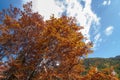 Orange colored tree leaves