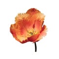 Orange tulip flower head isolated on white background