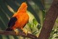 Orange colorful bird, Cotinga, on the rock Royalty Free Stock Photo