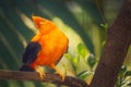 Orange colorful bird, Cotinga, on the rock Royalty Free Stock Photo