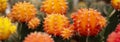 Orange colorful cactus pot in natural cactus farm nursery, small fresh cactus growing in indoor flower pot, Gymnocalycium cactus