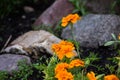 Orange colorful flowers with rocks Royalty Free Stock Photo