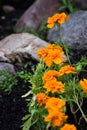 Orange colorful flowers with rocks Royalty Free Stock Photo