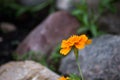 Orange colorful flowers with rocks Royalty Free Stock Photo