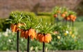 Crown imperial flowers, Fritillaria Imperialis. Photographed in spring in the walled garden at Eastcote House, London UK Royalty Free Stock Photo