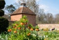 Crown imperial flowers, Fritillaria Imperialis. Photographed in spring in the walled garden at Eastcote House, London UK Royalty Free Stock Photo