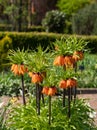 Crown imperial flowers, Fritillaria Imperialis. Photographed in spring in the walled garden at Eastcote House, London UK Royalty Free Stock Photo