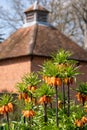 Crown imperial flowers, Fritillaria Imperialis. Photographed in spring in the walled garden at Eastcote House, London UK Royalty Free Stock Photo