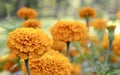 Orange colour marigold flower blooming Indian garden Royalty Free Stock Photo