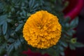 Orange marigold flower closeup shot Royalty Free Stock Photo