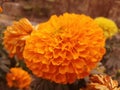 A Orange marigold flower in merigold garden Royalty Free Stock Photo