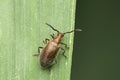 Orange coloured beetle species, Satara, Maharashtra