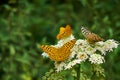 Orange coloured butterflies resting on a white wild flower near a forest with one of them facing the camera