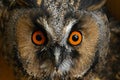 Orange-coloured eyes of an owl, close-up. Long-eared Owl, Asio otus Royalty Free Stock Photo