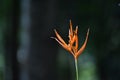 orange coloured flower like leaf isolated