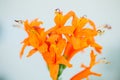 Orange coloured flowers with white background