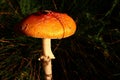 Orange coloured Fly Amanita mushroom, also called Fly Agaric, latin name Amanita Muscaria, sunbathing in october afternoon sun