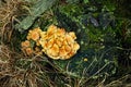 Orange coloured fungus on mossy dead tree stump. Royalty Free Stock Photo